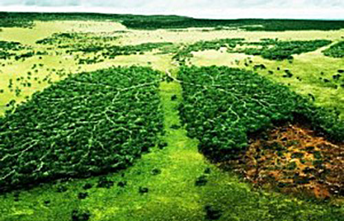deforestazione polmoni
