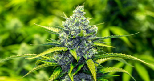 marijuana pianta
