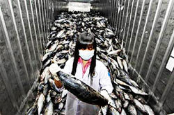 pesce-fukushima-web